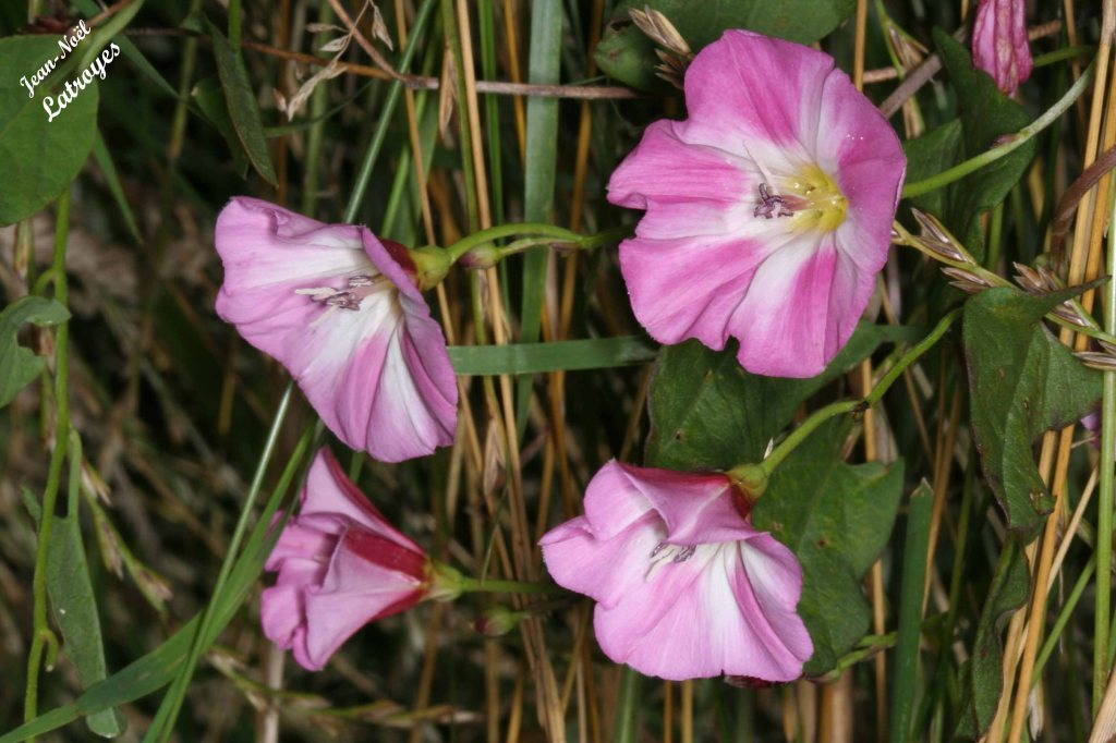 Liseron des champs rose - Convolvulus arvensis Linné - Filain (Haute-Saône)
Photographie Jean-Noël Latroyes 